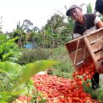 harga anjlok, petani buang tomat