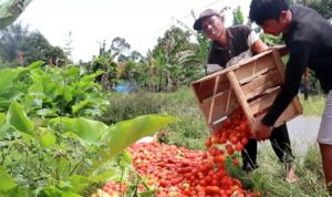 harga anjlok, petani buang tomat