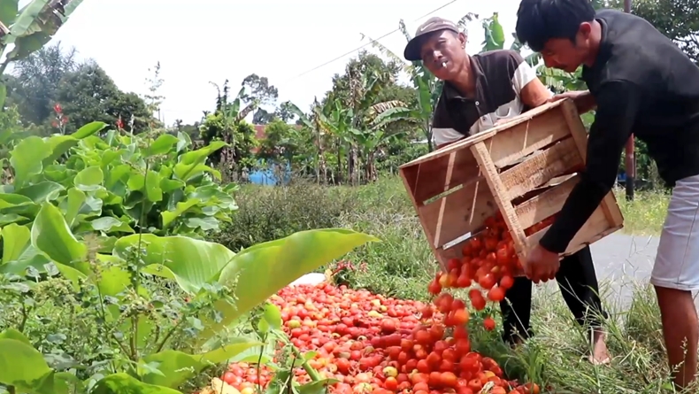 harga anjlok, petani buang tomat